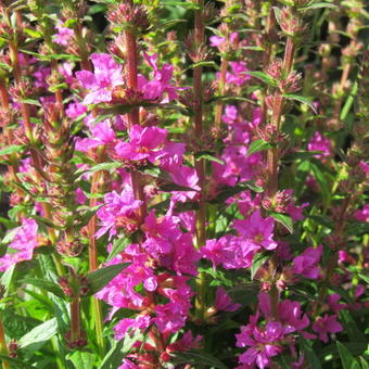 Lythrum salicaria 'Robin'