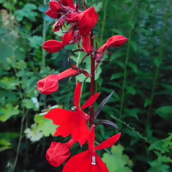 Lobelia cardinalis 'Queen Victoria'