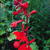 Lobelia cardinalis 'Queen Victoria'