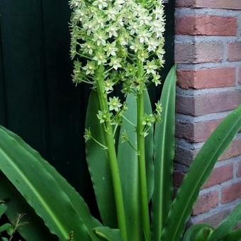 Eucomis pole-evansii