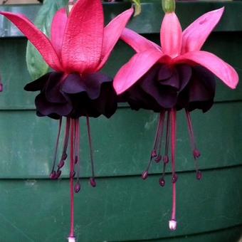 Fuchsia 'Roesse Blacky'