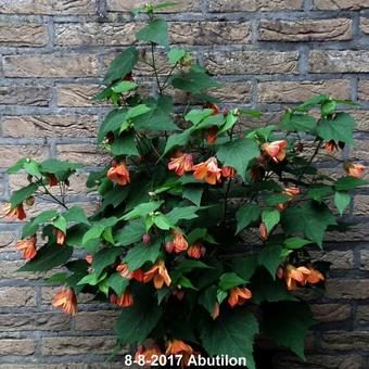 Abutilon