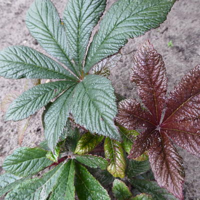 Kijkblad, Schout bij Nacht - Rodgersia pinnata 'Bronze Peacock'