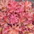 Heuchera INDIAN SUMMER 'Boysenberry'