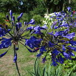 Agapanthus 'Back in Black' - Afrikaanse lelie