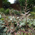 Astilbe x arendsii 'Beauty of Ernst' - Pluimspirea