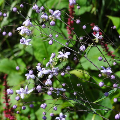 Ruit - Thalictrum delavayi 'Ankum'