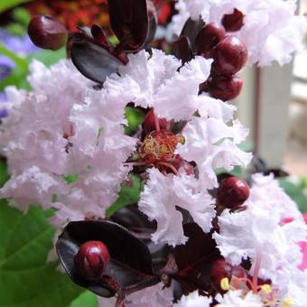 Lagerstroemia indica 'BLACK DIAMOND Blush'