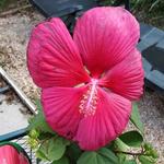 Hibiscus moscheutos 'EXTREME Magenta' - Althaeastruik