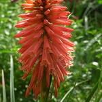 Kniphofia 'POCO Red' - Vuurpijl, fakkellelie