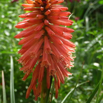 Kniphofia 'POCO Red'