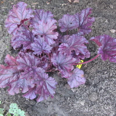 Purperklokje - Heuchera 'FOREVER Purple'