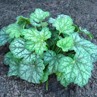 Heuchera americana 'Marvelous Marble'