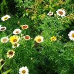 Chrysanthemum carinatum 'Cockade' - Ganzebloem 