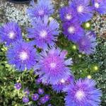 Stokesia Laevis 'Mels Blue' - Korenbloemaster - Stokesia Laevis 'Mels Blue'