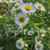 Erigeron annuus