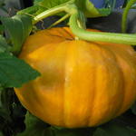 Cucurbita maxima - Reuzenpompoen