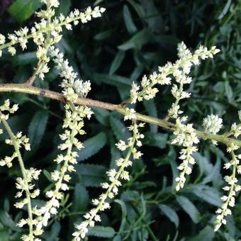 Astilbe rivularis'Grandiflora'