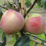 Malus domestica 'Gloster' - Appelboom