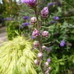 Liatris aspera - Lampepoetser