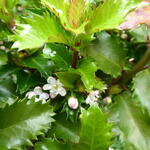 Ilex x meserveae 'Little Rascal' - Blauwe hulst