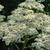 Achillea millefolium 'Alabaster'