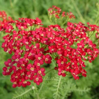 Achillea millefolium 'Petra'