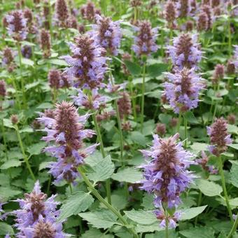 Agastache 'KUDOS Silver Blue'