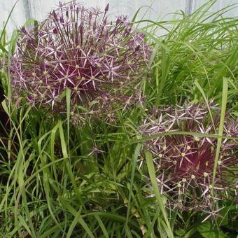 Allium christophii