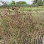 Andropogon gerardii 'Weinheim Burgundy' - Baardgras