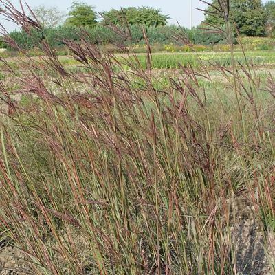 Baardgras - Andropogon gerardii 'Weinheim Burgundy'