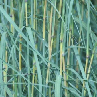 Andropogon hallii 'JS Yellow Konza'