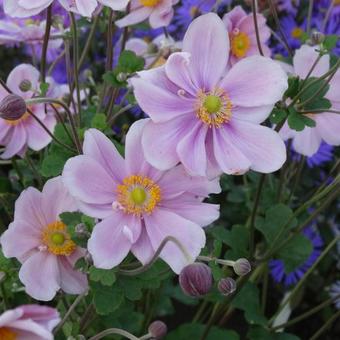 Anemone hybrida  'Märchenfee'