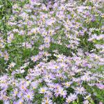 Aster turbinellus 'El Fin' - Herfstaster