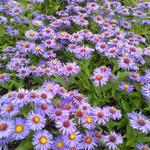 Aster novi-belgii 'Pyramide' - Herfstaster