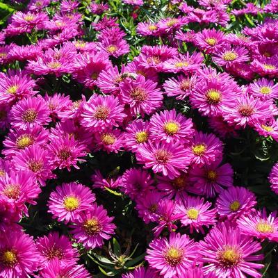 Aster - Aster dumosus 'Starlight'