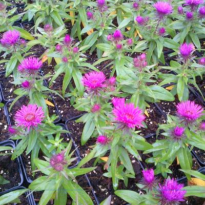 Herfstaster - Aster novae-angliae 'Vibrant Dome'