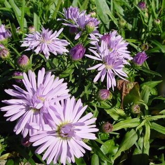 Aster dumosus 'Zwergenhimmel'