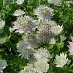 Astrantia major 'Berendien Stam' - Zeeuws knoopje