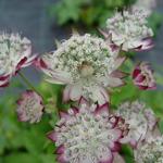 Astrantia major 'JS Jitse' - Zeeuws knoopje