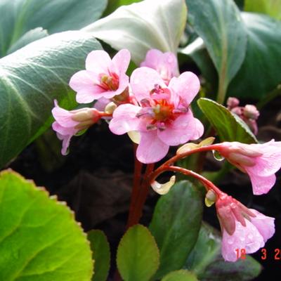 Schoenlappersplant - Bergenia 'Rosi Klose'