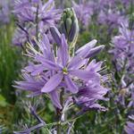 Camassia leichtlinii 'Caerulea' - Prairielelie