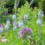 Camassia cusickii - Prairielelie