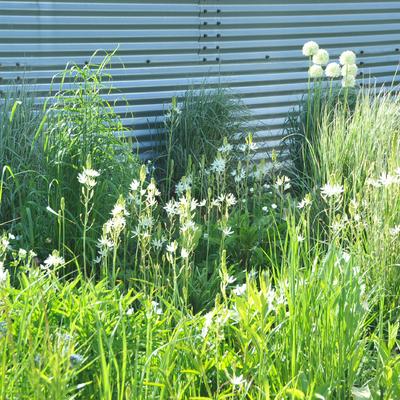 Camassia leichtlinii 'Alba' - Prairielelie