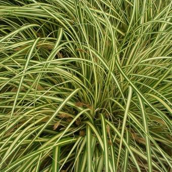 Carex oshimensis 'Evergold'