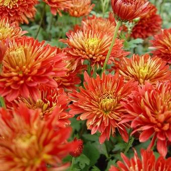 Chrysanthemum indicum 'Brennpunkt'