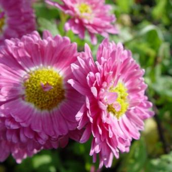 Chrysanthemum indicum 'Corinna'