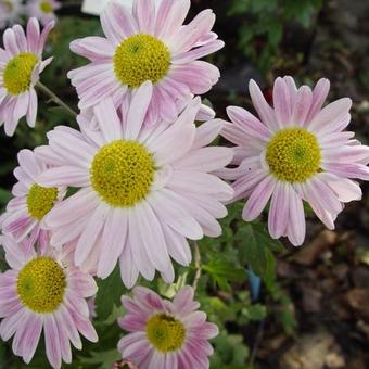 Chrysanthemum koreanum  'Hebe'