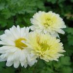 Chrysant - Chrysanthemum indicum 'Poesie'