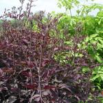 Clematis recta 'Straight Purple' - Bosrank - Clematis recta 'Straight Purple'